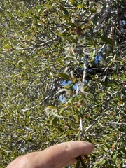 Cercocarpus ledifolius intermontanus