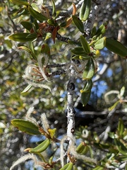Cercocarpus ledifolius intermontanus