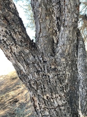 Cercocarpus ledifolius intermontanus