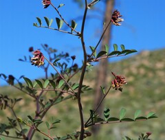 Hosackia crassifolia crassifolia