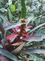 Guzmania