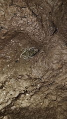 Eleutherodactylus leprus