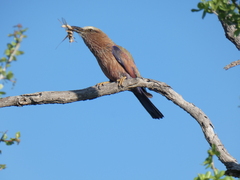Coracias naevius mosambicus