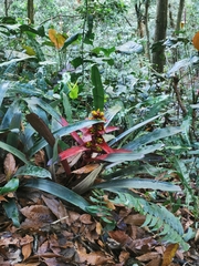 Guzmania