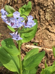 Mertensia virginica