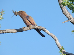 Coracias naevius mosambicus