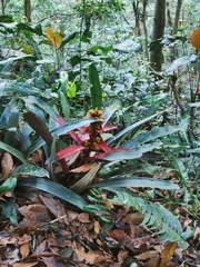 Guzmania