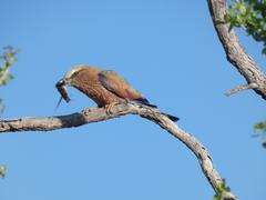 Coracias naevius mosambicus