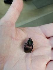 Scaphinotus elevatus