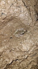 Eleutherodactylus leprus