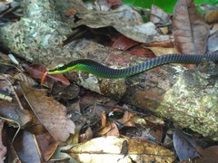 Dendrelaphis formosus