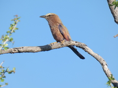 Coracias naevius mosambicus