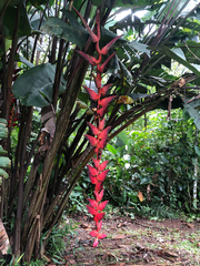 Heliconia pogonantha