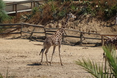 Giraffa