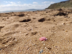 Flexopecten glaber ponticus