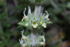 Sideritis endressii provincialis