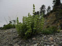 Sideritis endressii provincialis