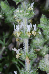 Sideritis endressii provincialis