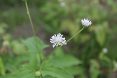 Melanthera nivea