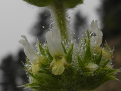 Sideritis endressii provincialis