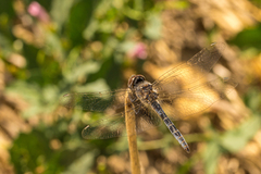 Selysiothemis nigra