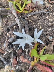 Apodolirion lanceolatum