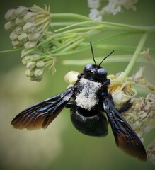 Xylocopa californica arizonensis