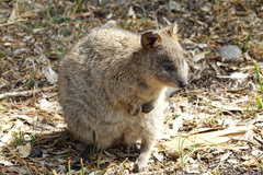 Setonix brachyurus