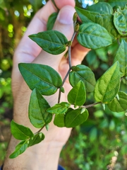 Lepidaploa borinquensis