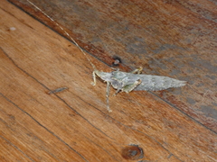 Cymatomera denticollis