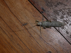 Cymatomera denticollis