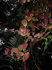 Adelobotrys scandens