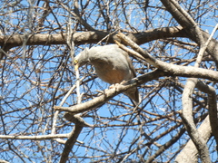 Pternistis adspersus