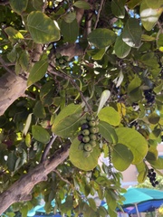 Coccoloba diversifolia