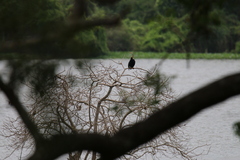 Anhinga melanogaster