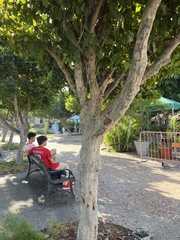 Coccoloba diversifolia