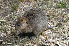 Setonix brachyurus