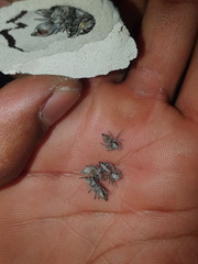 Hyllus