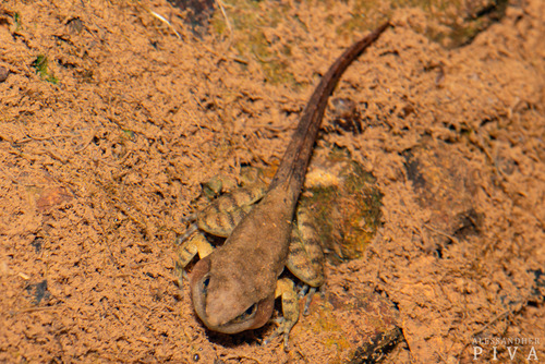 Schmidt's Spinythumb Frog, Crossodactylus schmidti