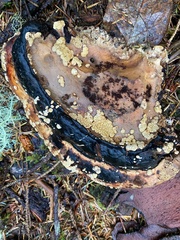 Trichoderma pulvinatum