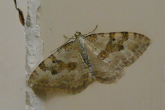 Xanthorhoe montanata