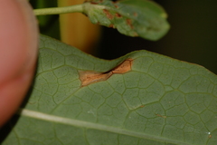 Caloptilia hypericella
