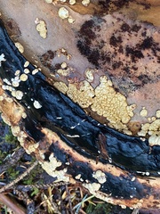 Trichoderma pulvinatum