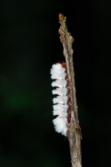 Neopreptos marathusa