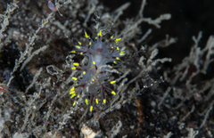 Dendronotus