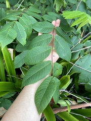 Juglans ailantifolia