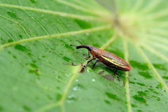 Lixus apterus