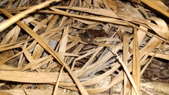 Leptodactylus fragilis