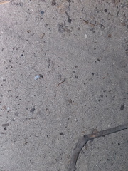 Passalidius fortipes