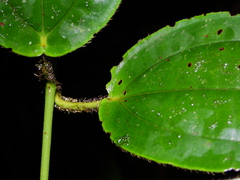 Adelobotrys scandens